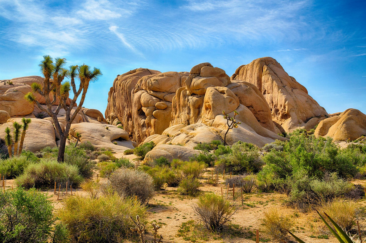 California Joshua Tree Exotic Desert Landscape