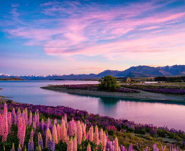 lake-tekapo-new-zealand-594x483