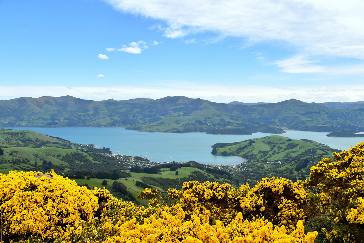 Akaroa, New Zealand Yellow Flower Bushes