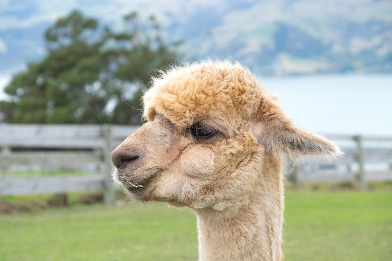 Alpaca's in Akaroa, New Zealand