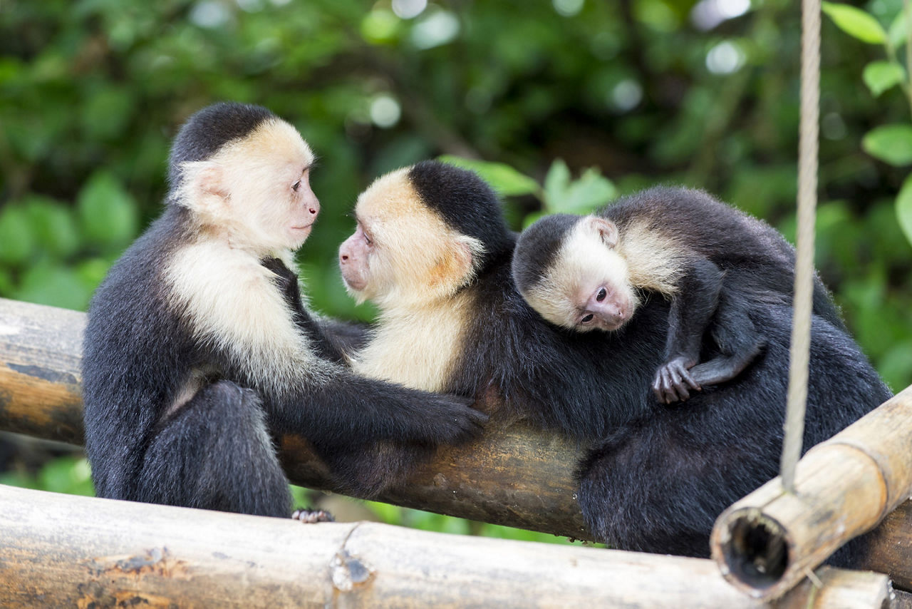 Capuchin Monkey Family, Banana Coast, Honduras