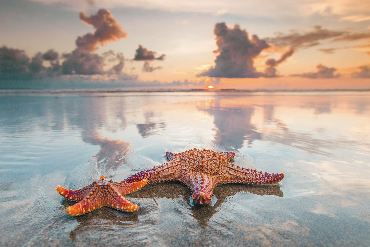 Starfish at the Shore, Banana Coast, Honduras