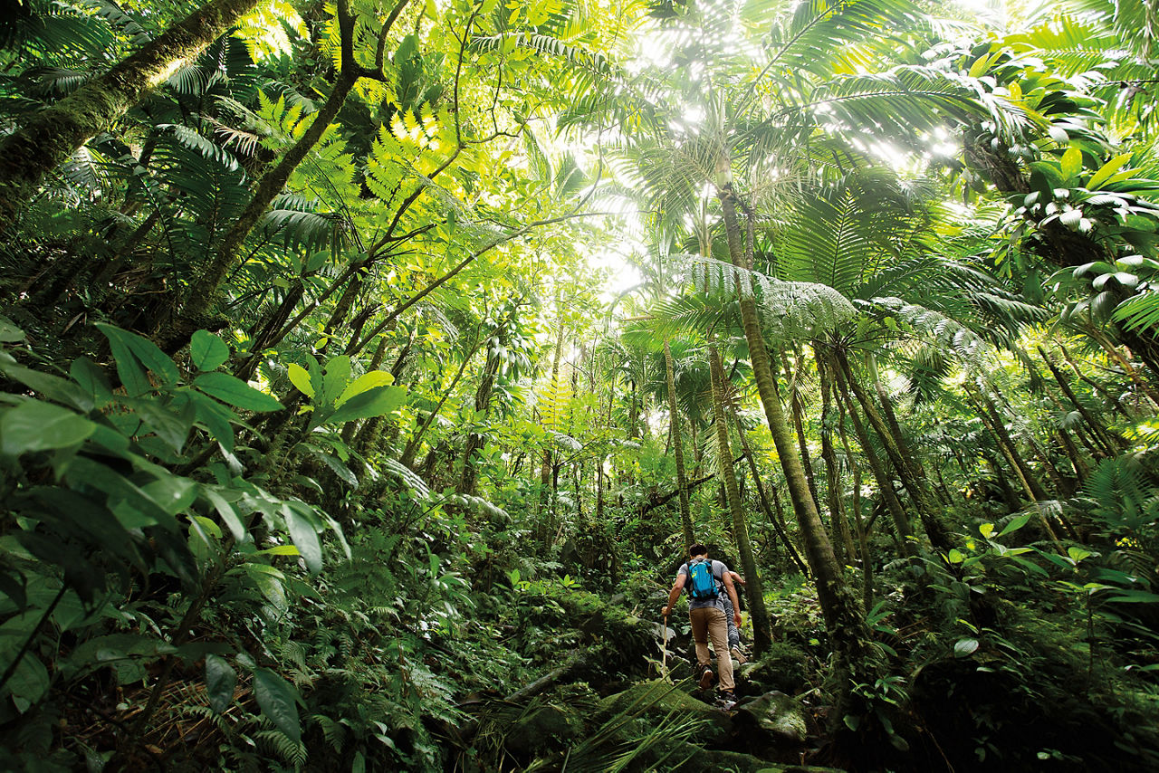 Forest Volcano Man Hiking. Basseterre, St. Kitts Nevis 