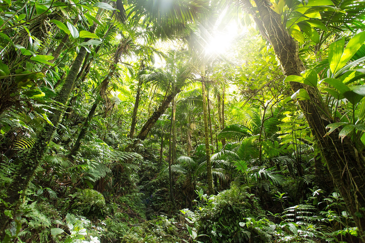 Forest Volcano Hike. Basseterre, St. Kitts Nevis 