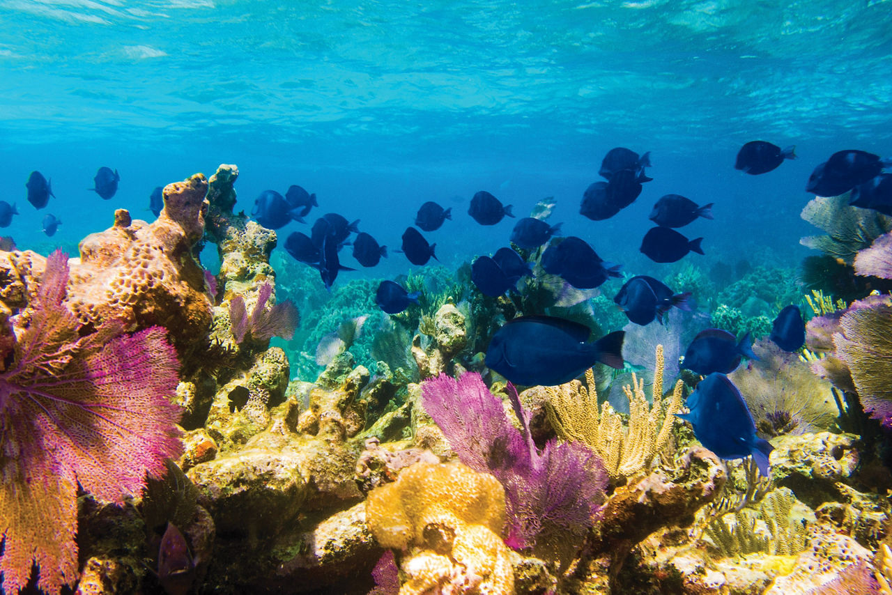 Mesoamerican Reef Surgeonfish. Belize City. 