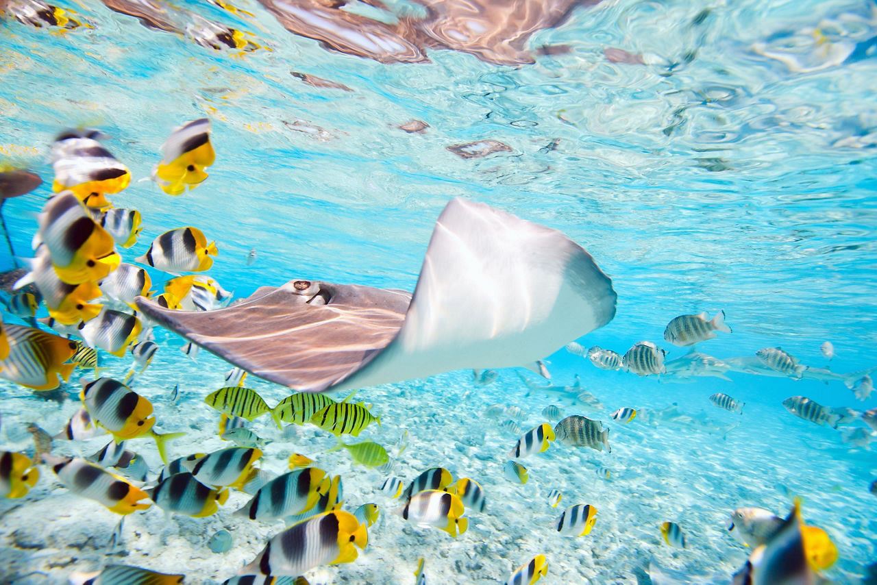 Fish and a stingray in the ocean