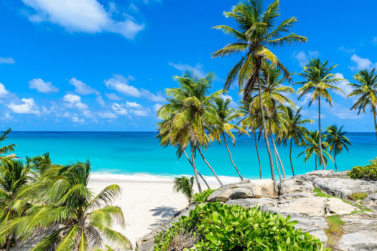 Bottom Bay Beach Palm Trees, Bridgetown Barbados