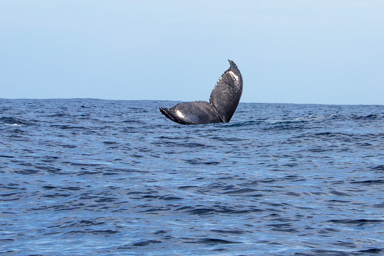 Mexico Cabo San Lucas Whale Watching