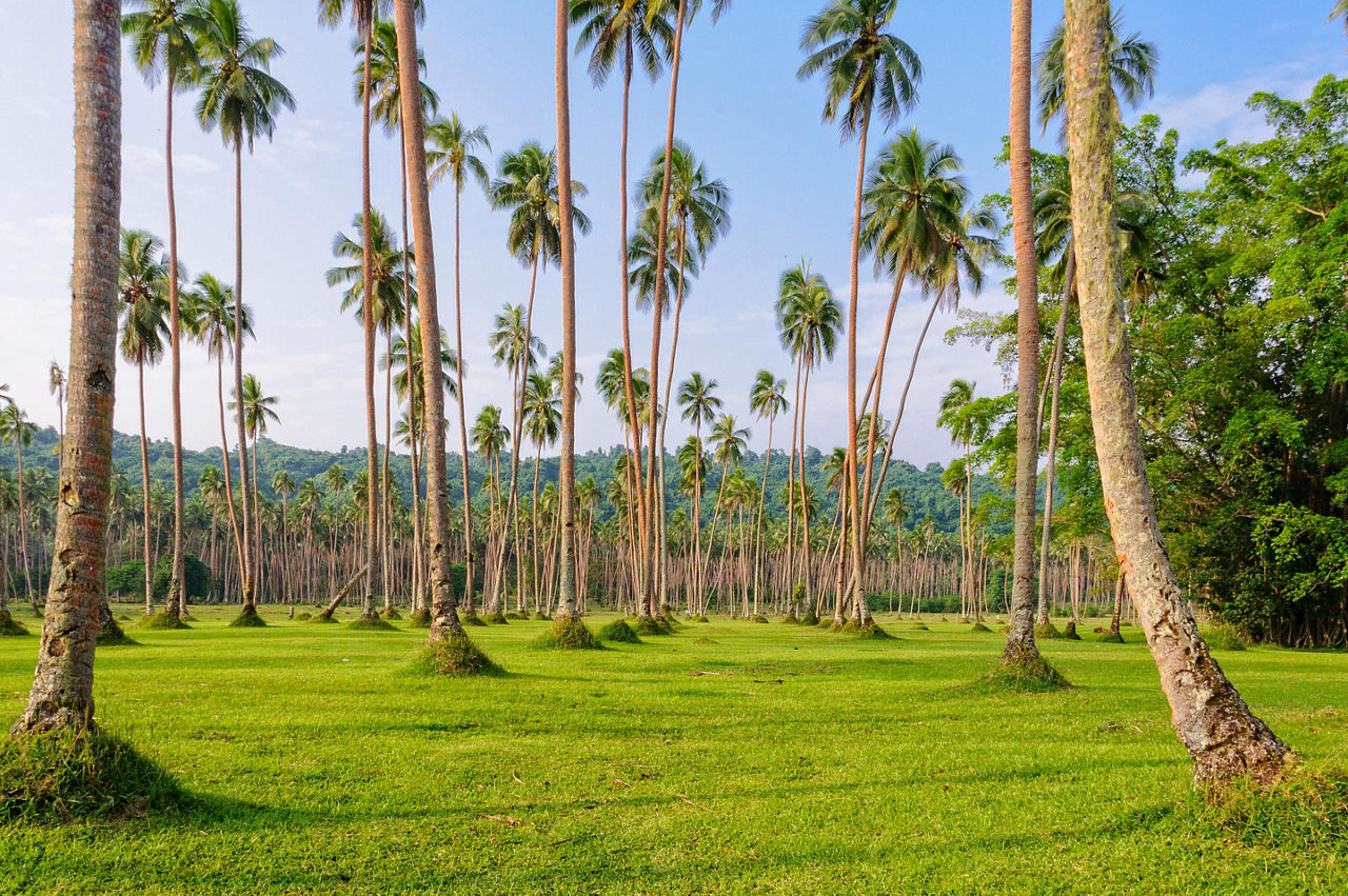 Champagne Bay, Vanuatu Palm Trees