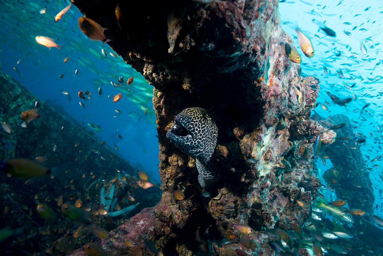 Champagne Bay, Vanuatu Wreck Divers