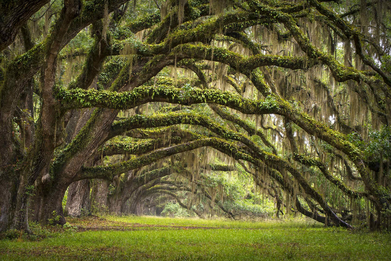 Carolina Trees Nature Moss, Charleston, South Carolina