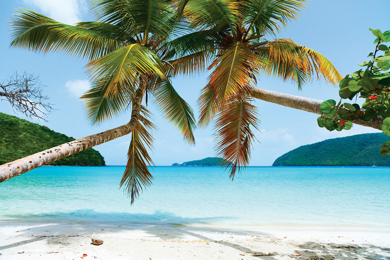 John Beach Palm Trees, Charlotte Amalie St. Thomas 