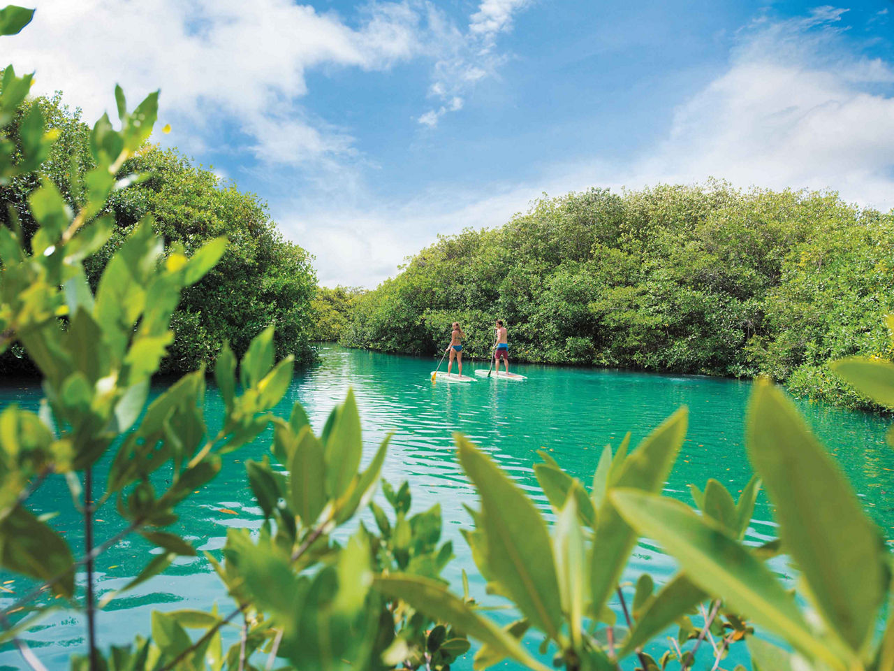 Mexico Couple Paddle Boarding Mangroves, Cozumel, Mexico 