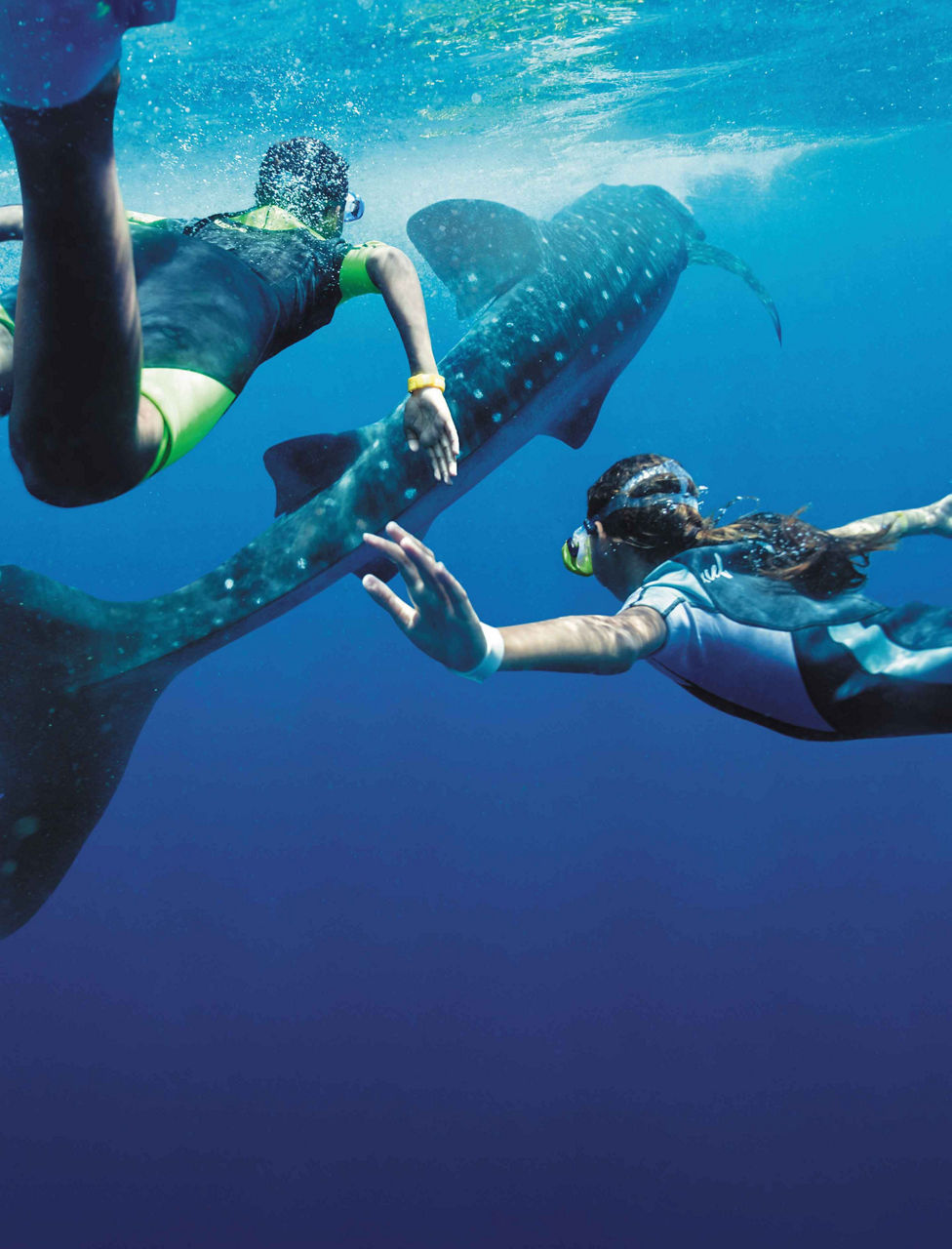 Swimming with Whale Sharks Underwater, Cozumel, Mexico 