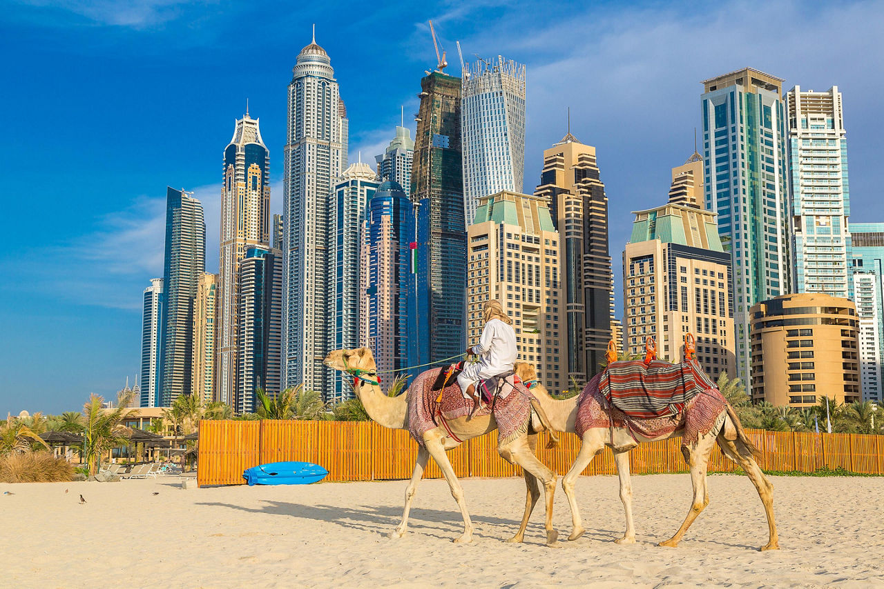 Dubai, United Arab Emirates Camels Skyline