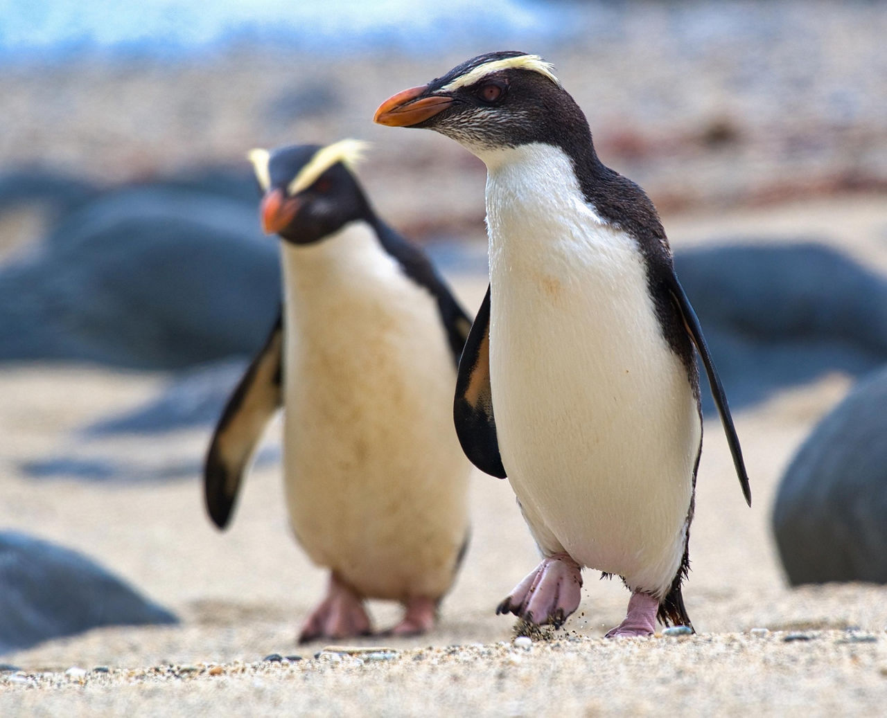 Fiordland crested penguins on the coast of New Zealand