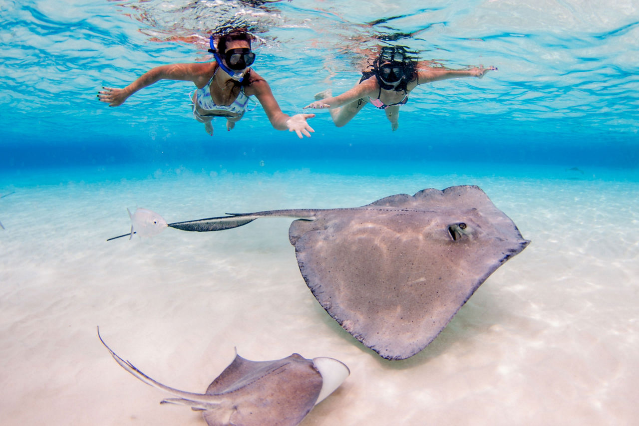 Two Women Swimming with Stingrays, George Town, Grand Cayman