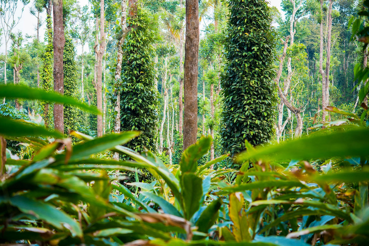 Numerous tropical flowers and plants on the spice plantations in Goa, India