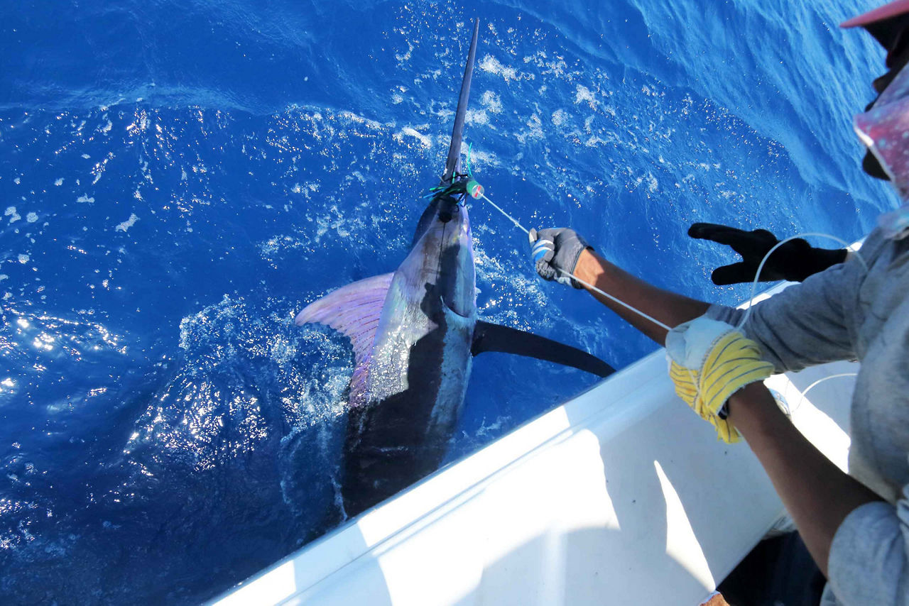 Big Game Fishing Marlin, Grand Bahama Island