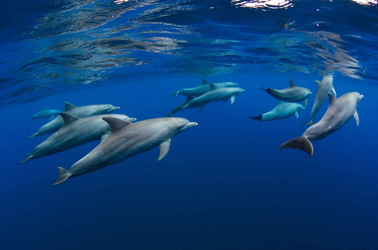 Bahamas Dolphins Underwater Swimming, Grand Bahama Island