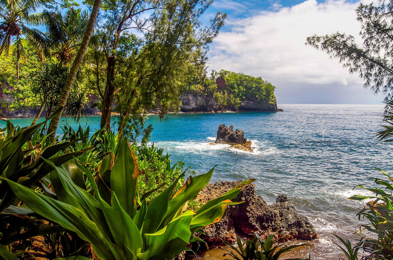 Hilo, Hawaii, Rain forest on coast