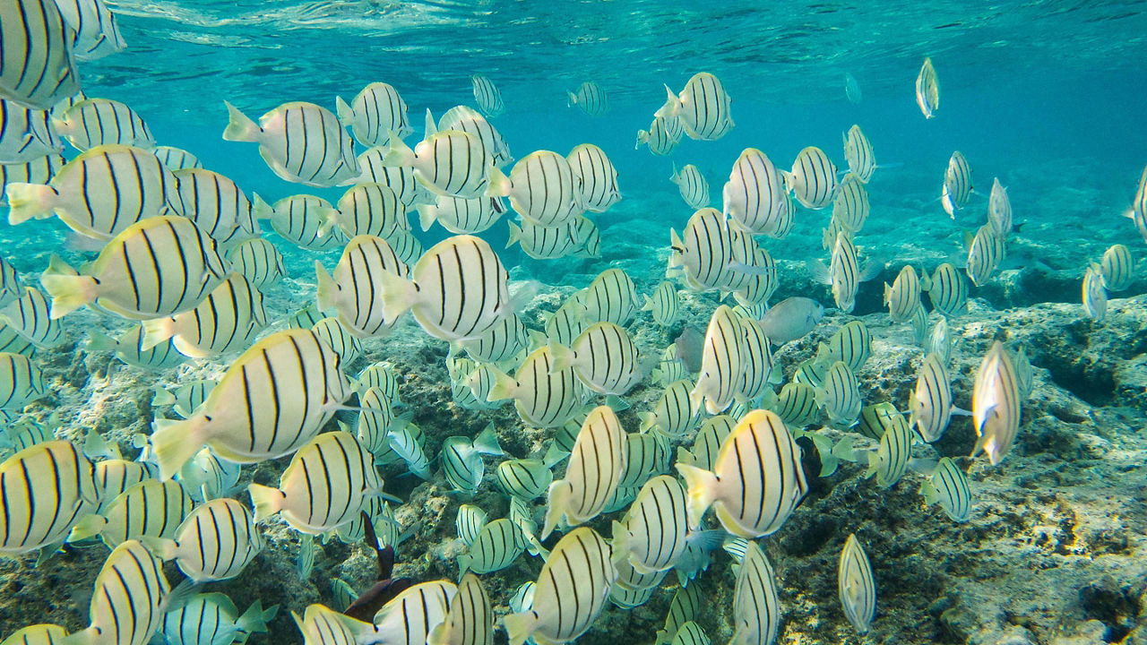 Convict tang fish swimming in Hanauma Bay