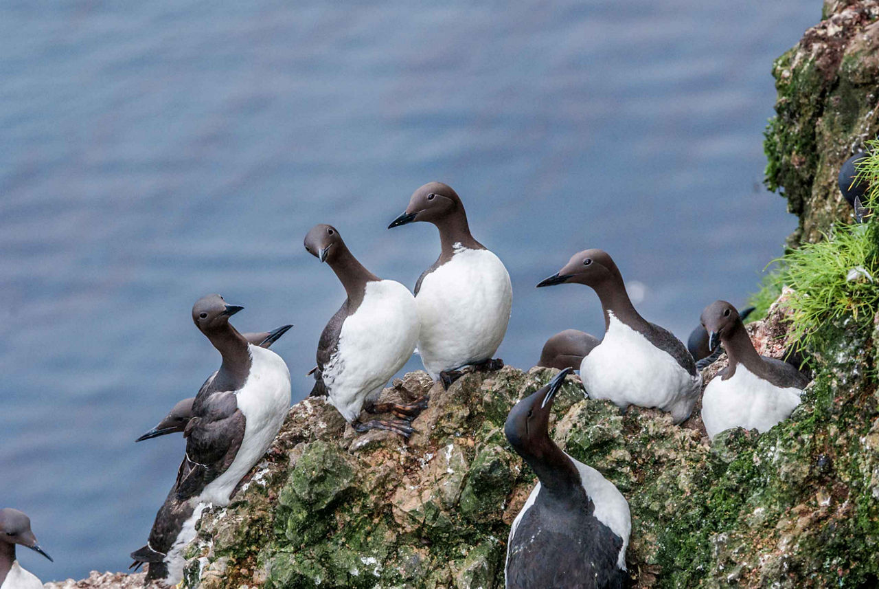 Yakutat Bay Bird Area, Hubbard Glacier, Alaska