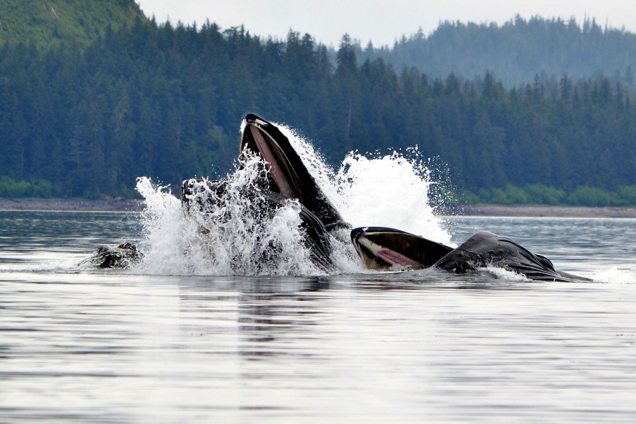 Whale Watching, Icy Strait Point, Alaska