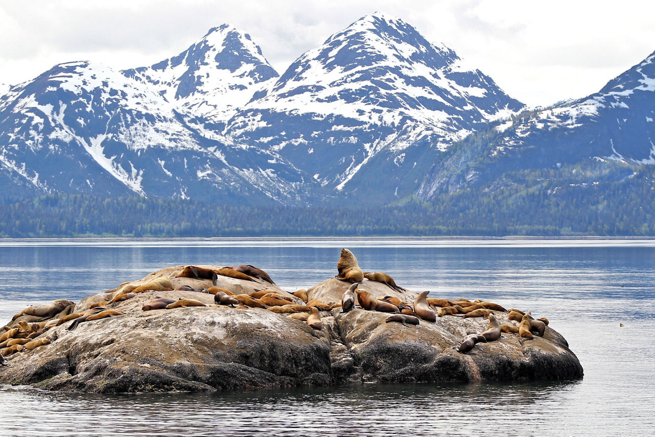 Sea Lions Glacier Mountains, Inside Passage, Alaska