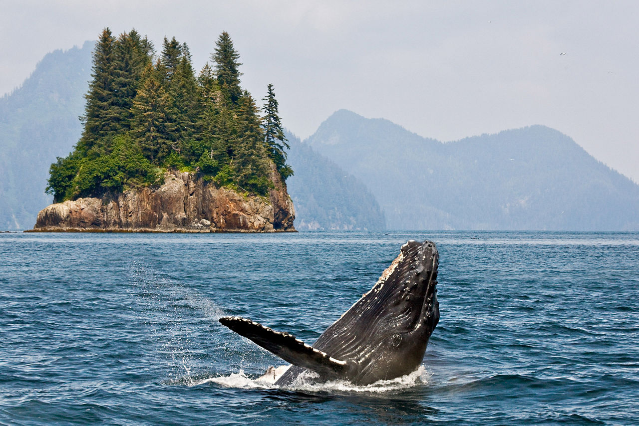 Whale Jumping out of Ocean, Inside Passage, Alaska