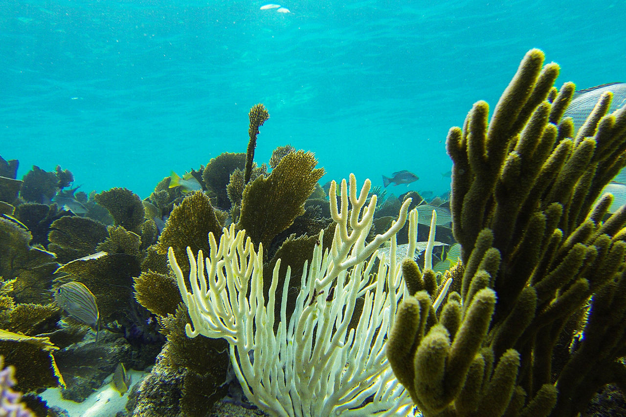 Coral reef in the Florida Keys. Florida.