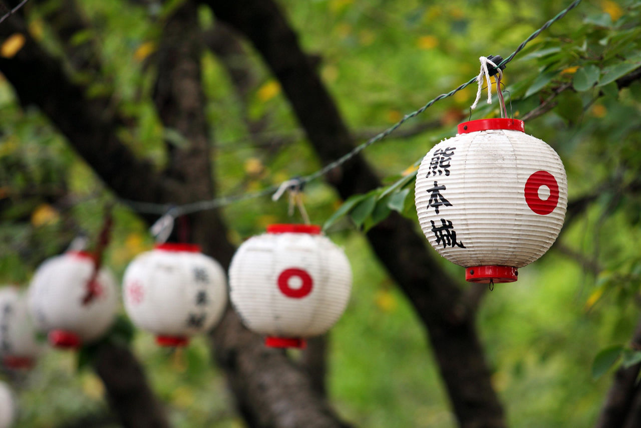 Japanese lanterns hung from tree to tree