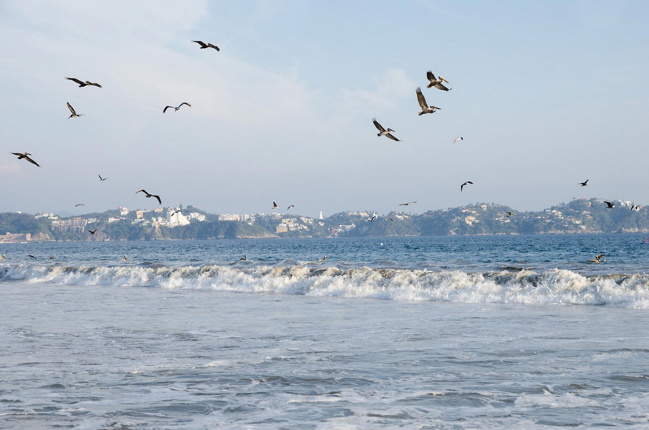 Pelicans diving for fish at Miramar Beach in Manzanillo, Mexico