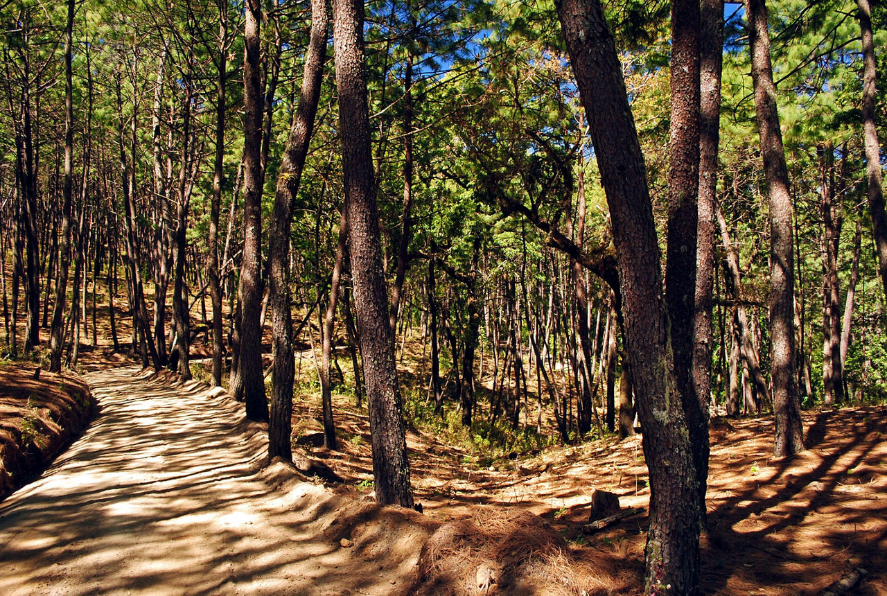 Sierra Manantlán Biosphere, a pine and oak forest reserve in Manzanillo, Mexico