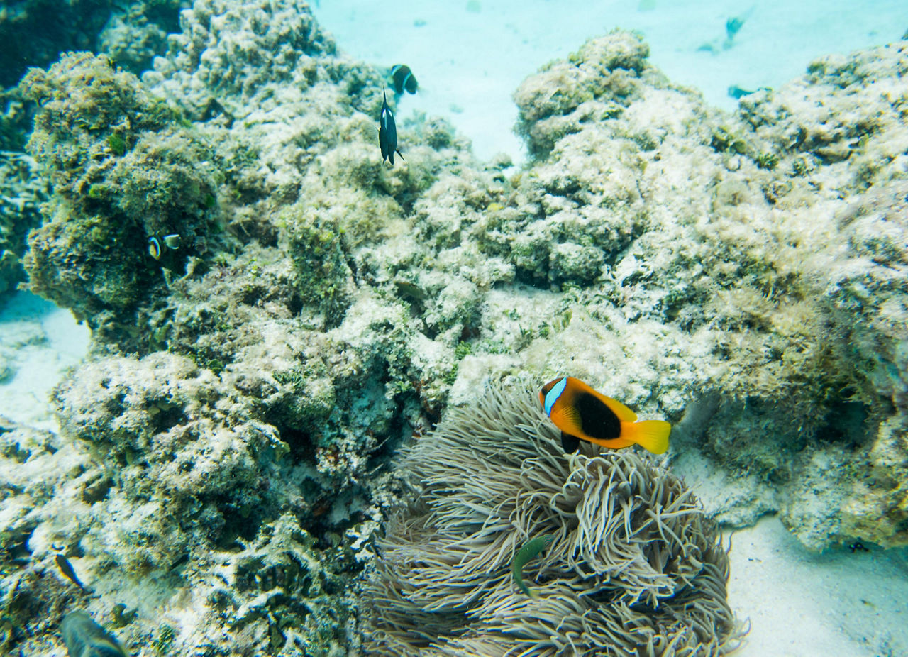 Tropical fish and coral off the coast of Mare, New Caledonia