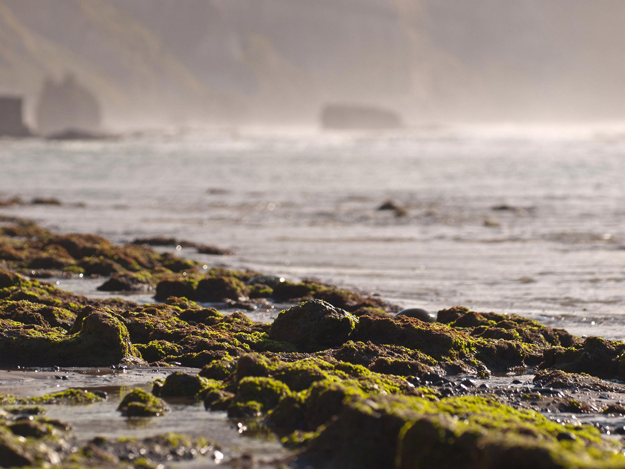 Algae rocks on the beach with the sea in the background in Napier, New Zealand