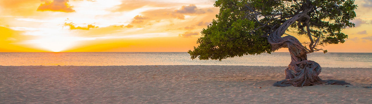 Aruba Oranjestad Divi Divi Tree Sunset