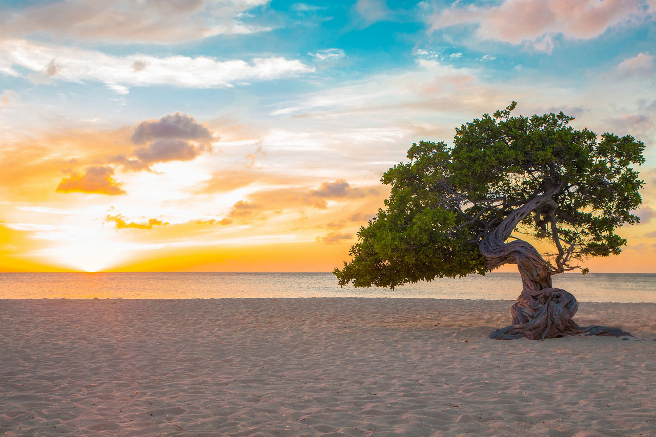 Divi-divi Tree at Sunset on Eagle Beach, Oranjestad, Aruba