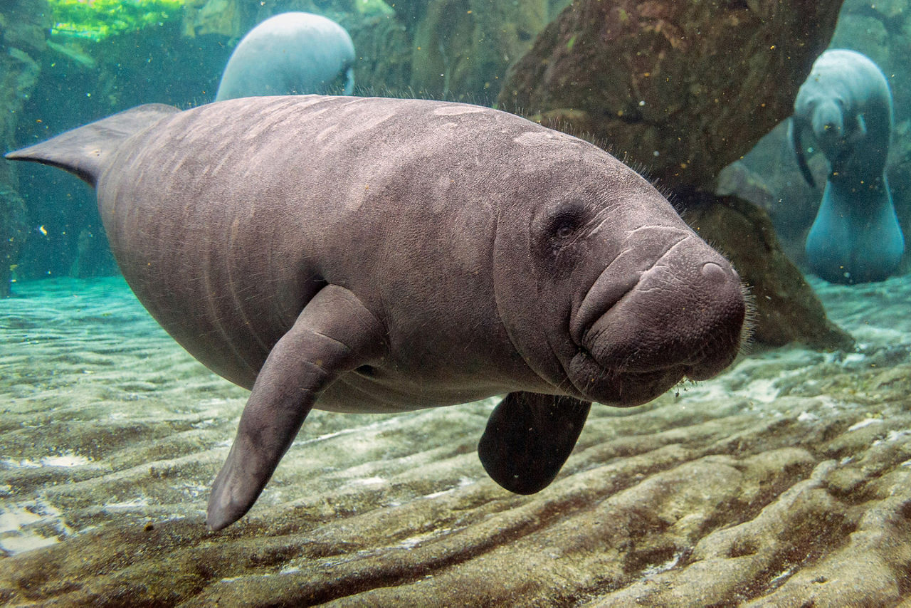 orlando florida manatees underwater