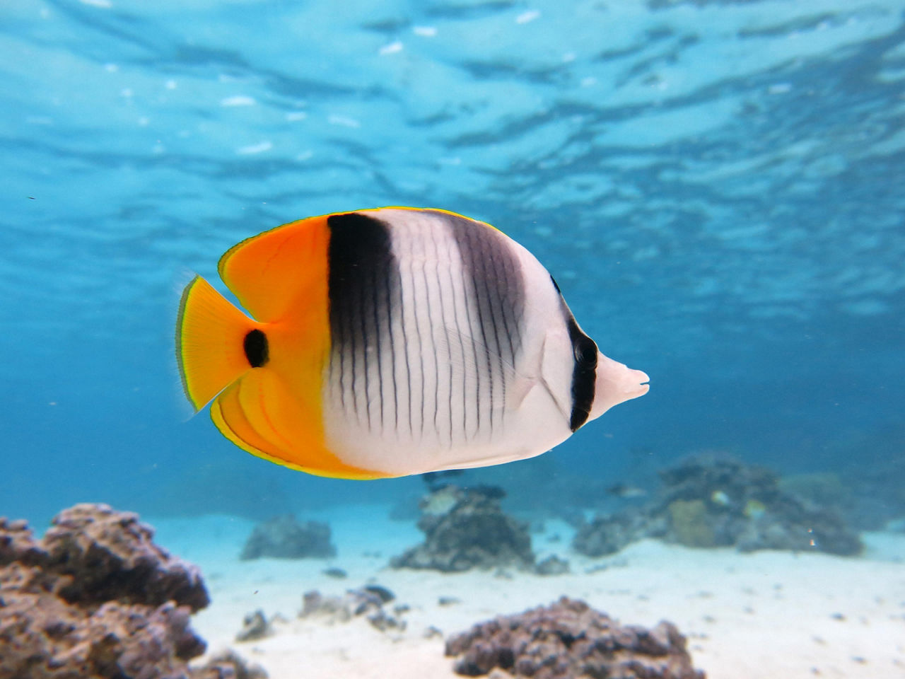 Up close view of a fish swimming while snorkeling in Papeete, Tahiti