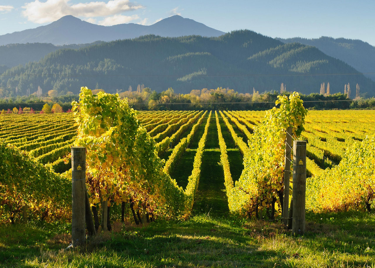 View of the vineyards in the Marlborough district by Picton, New Zealand