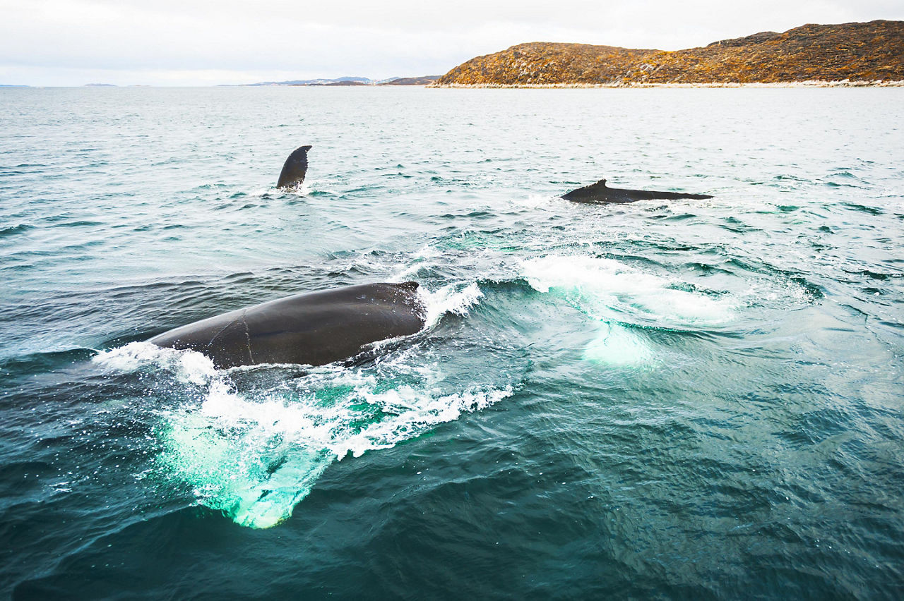 Multiple humpback whales