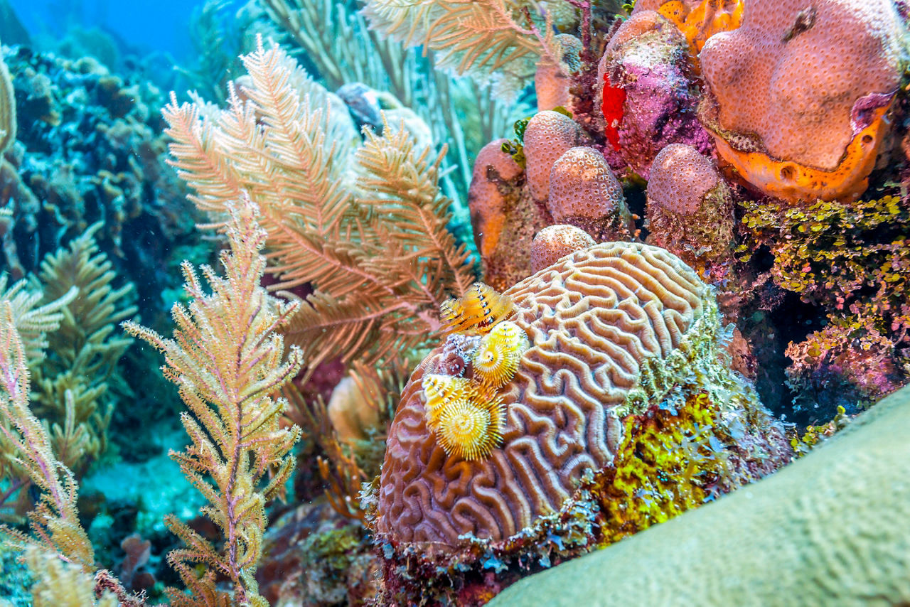 Coral Reef Snorkeling, Roatan, Honduras