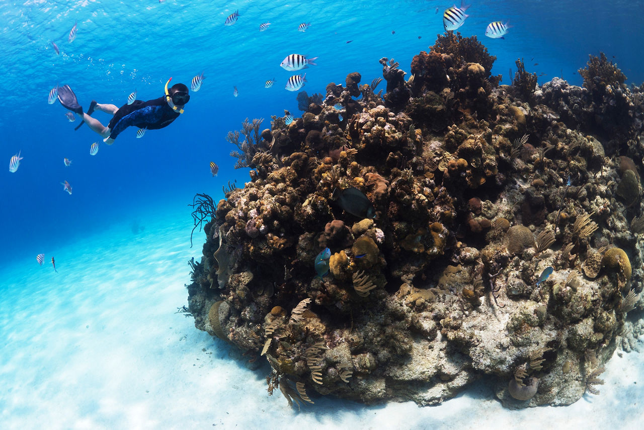 Westbay Snorkeling Coral Fish , Roatan Honduras