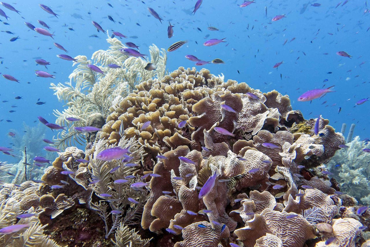 Colorful Fish around Coral Reef, Roatan, Honduras