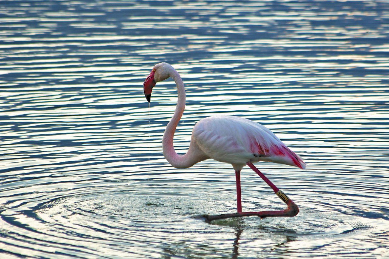 A flamingo at Molentargius Park in Sardinia, Italy