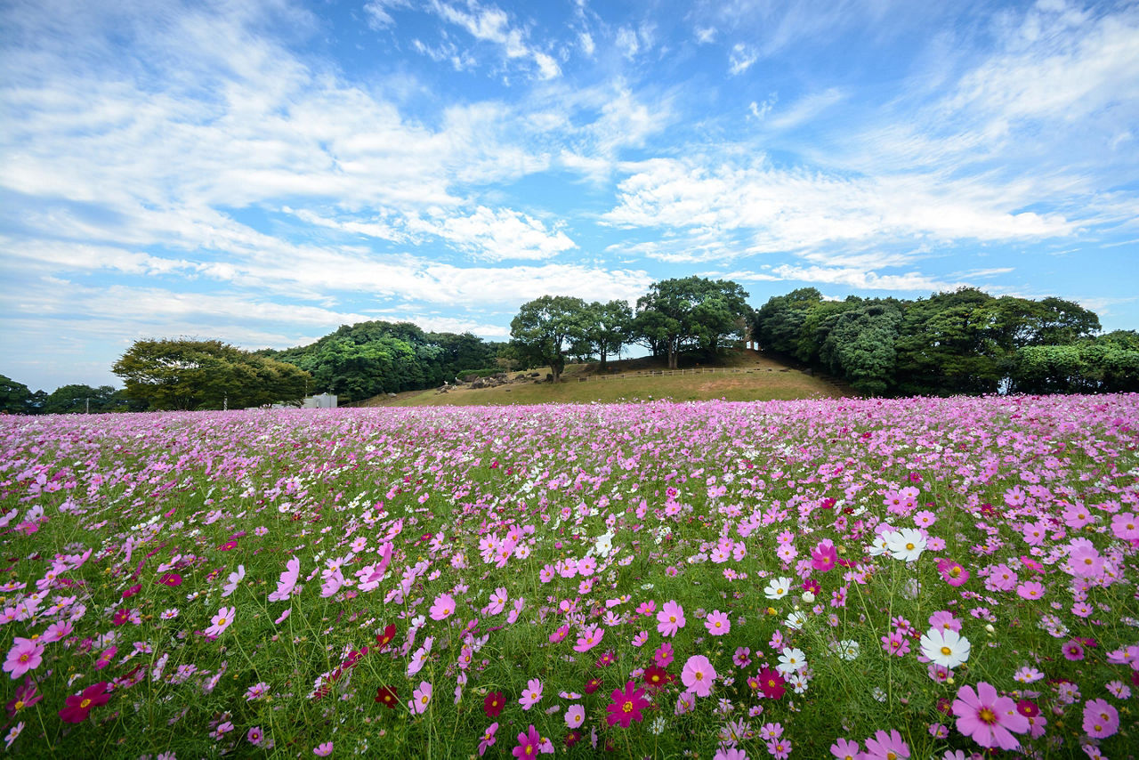 Sasebo, Japan Cosmos Flowers