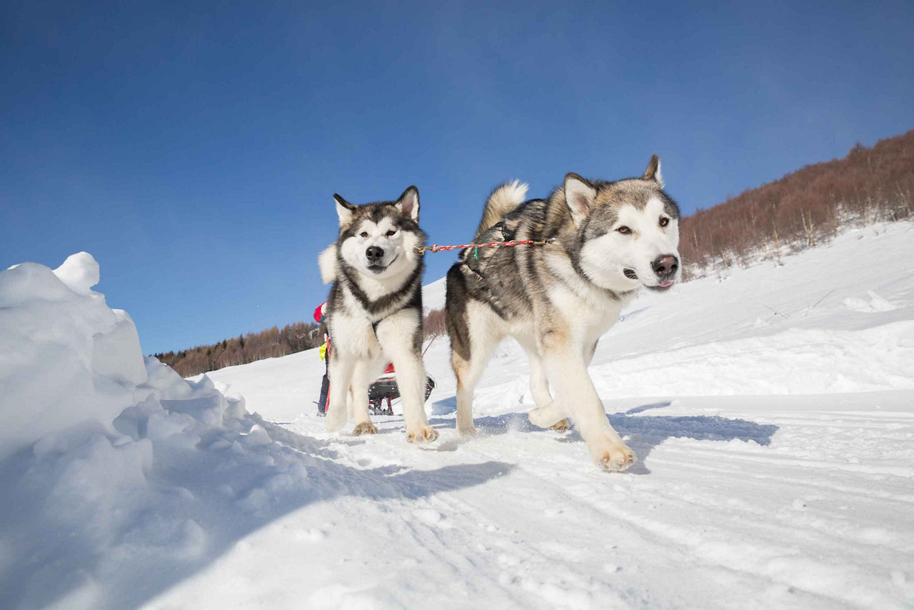 Dog Sledding Huskies Iditarod National Historic, Seaward, Alaska 