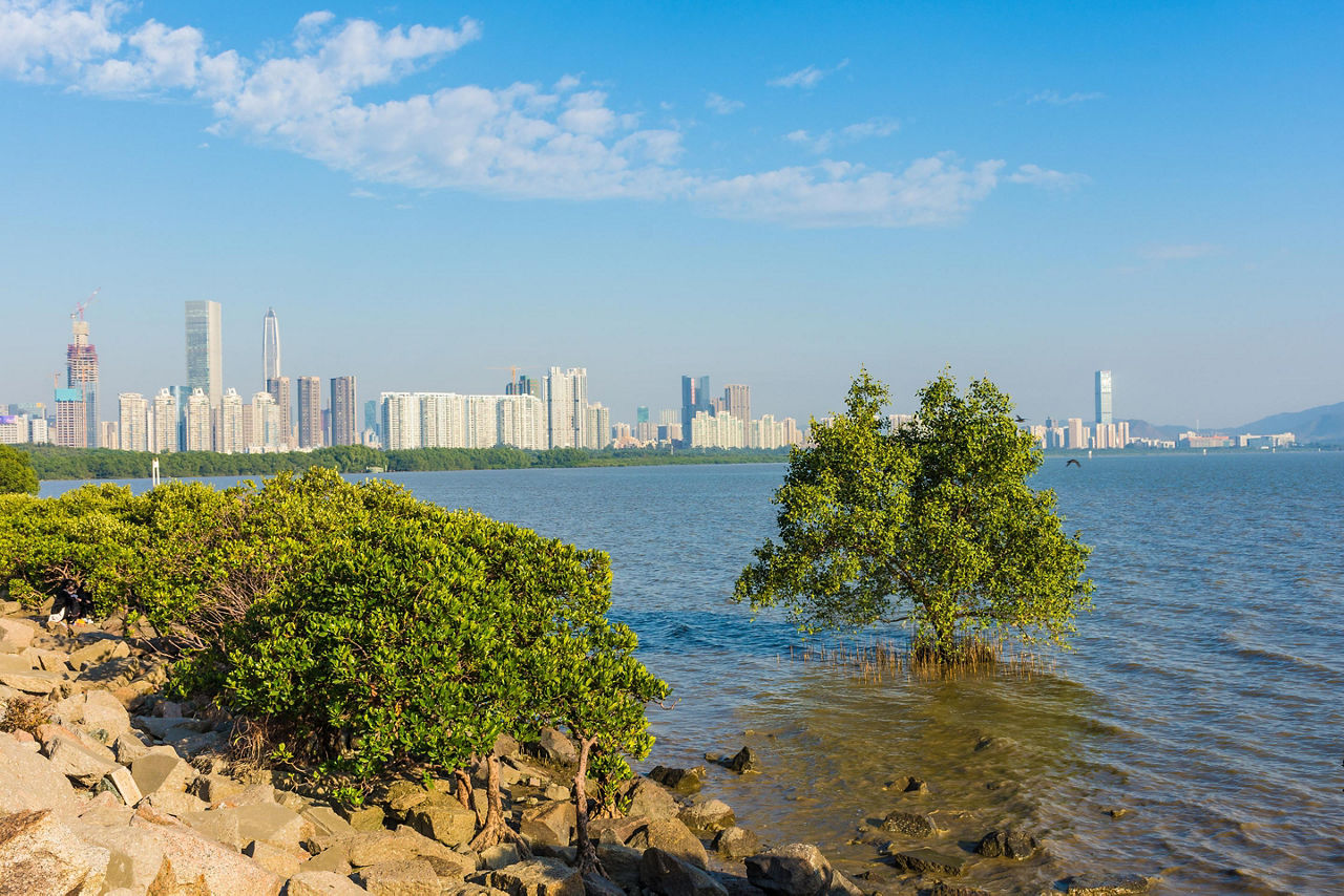 Mangroves on the coast of Shenzhen, China