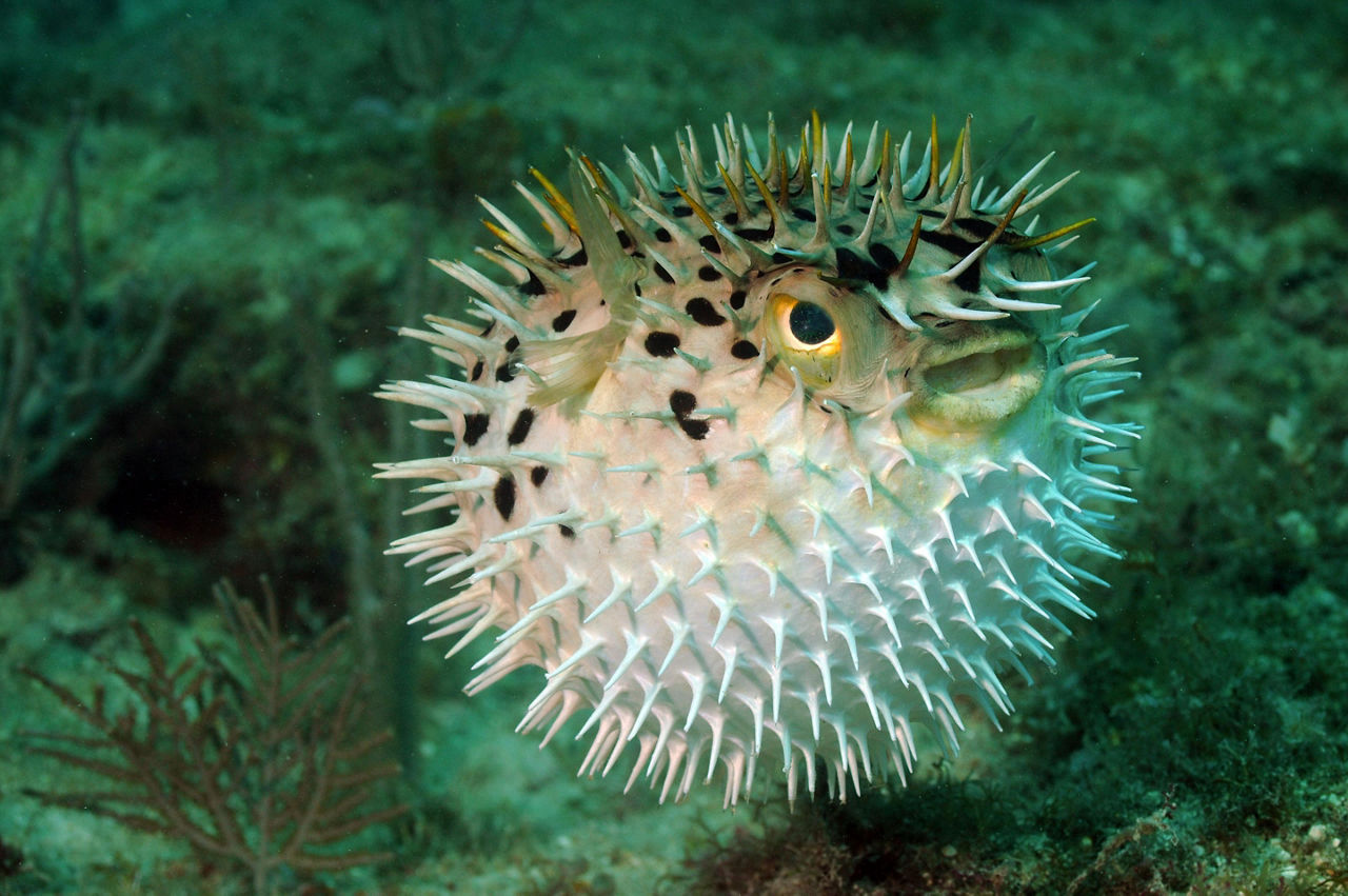 A blowfish in the ocean